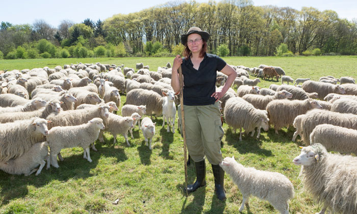 Oh, dieses Blöken und Schreien: Wenn die Schafe Lämmer haben, rufen sich Mutter und Kind gegenseitig. So wissen sie jederzeit, wo ihre Lieben sind. Foto: Sonja Hoffmann